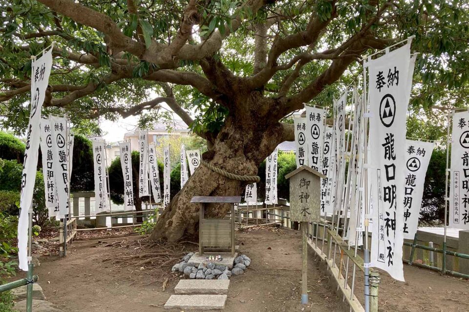 龍口明神社ご神木