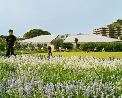 県立フラワーセンター大船植物園