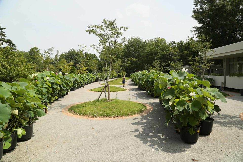 フラワーセンターの蓮