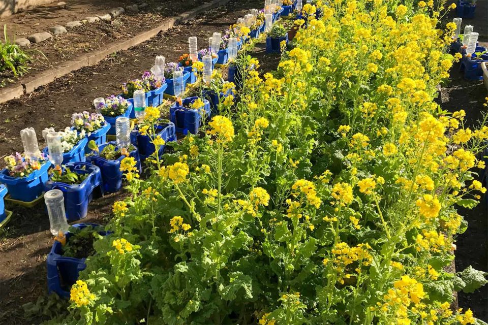 玉縄小学校中庭