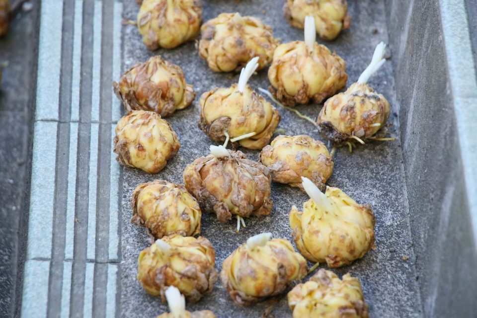 テッポウユリ球根