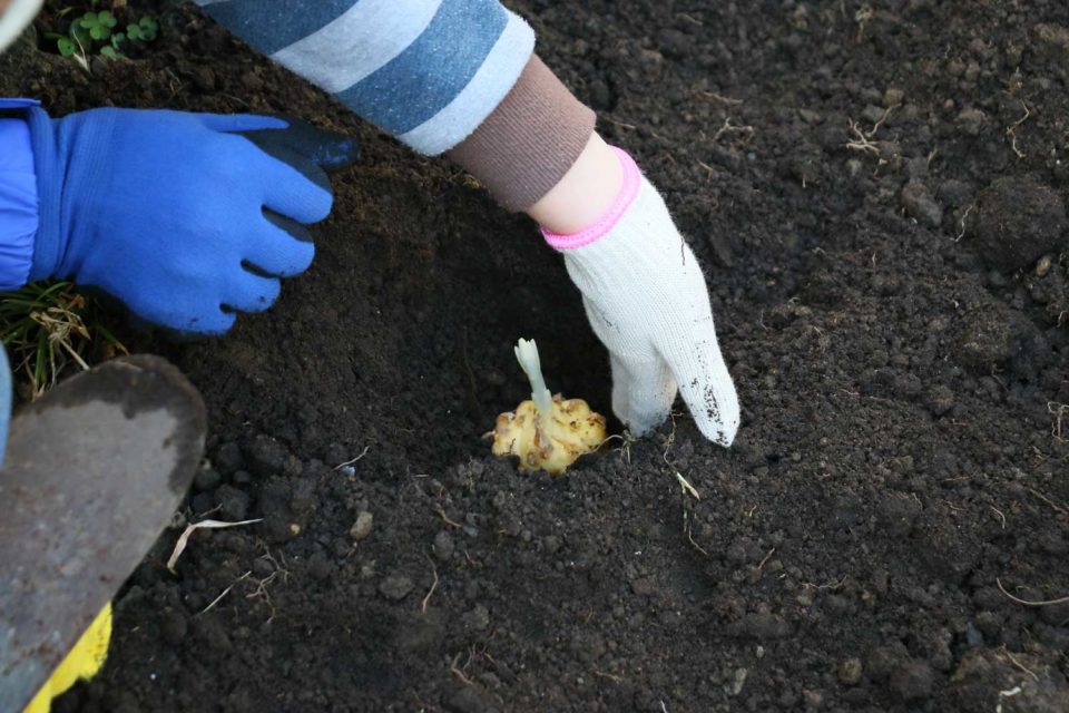 球根を穴の中に