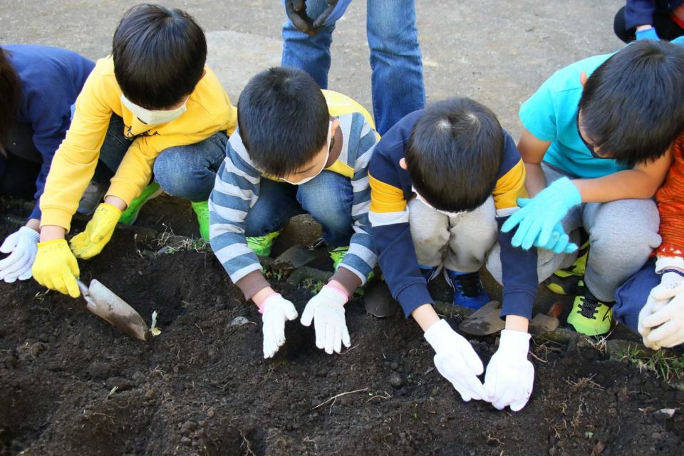 花壇に植え付け
