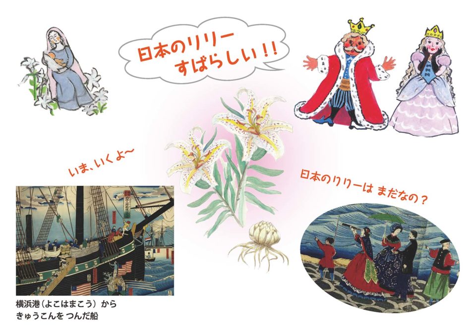 外国に渡ったユリ球根