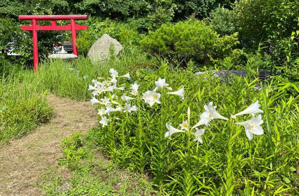 鎌倉のテッポウユリ