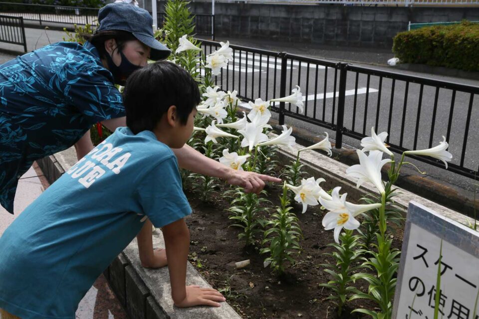 大船フラワーセンターのユリ