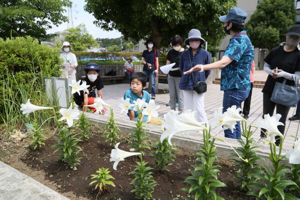 玉縄行政センター中庭のユリ