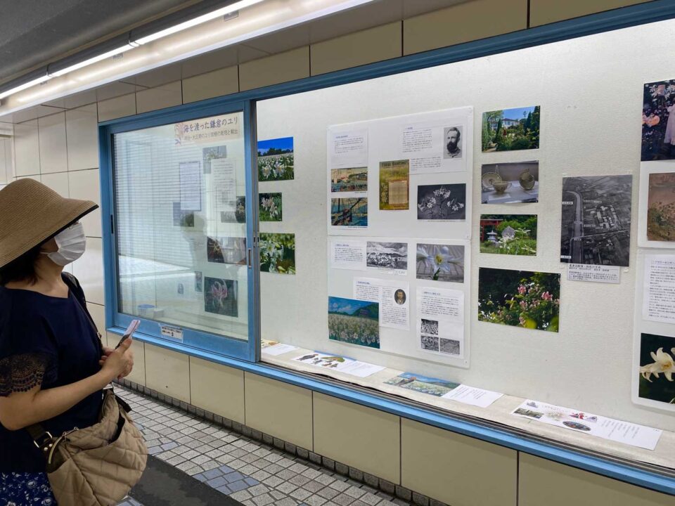 鎌倉・地下道ギャラリー ユリ展示1