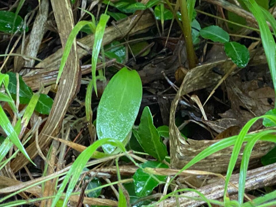 次世代に育つ一ッ葉のユリ