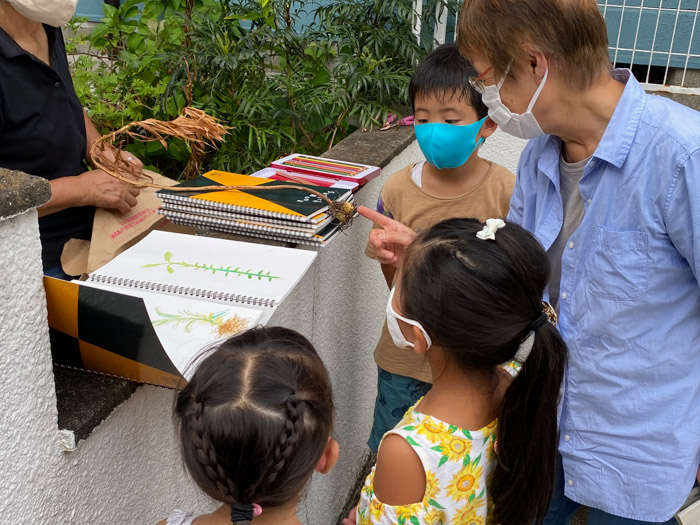 ユリの実を観察