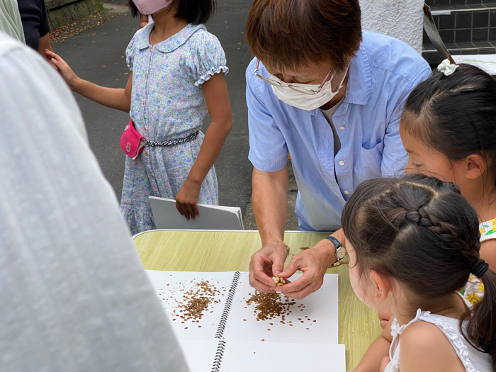 百合の種を採取