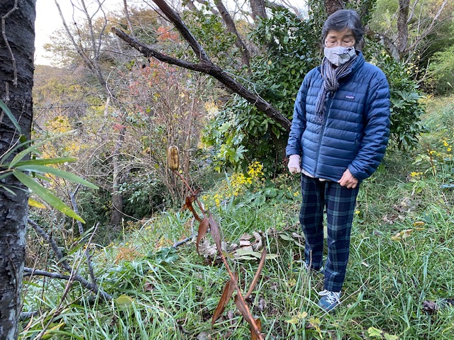 ユリの実を発見