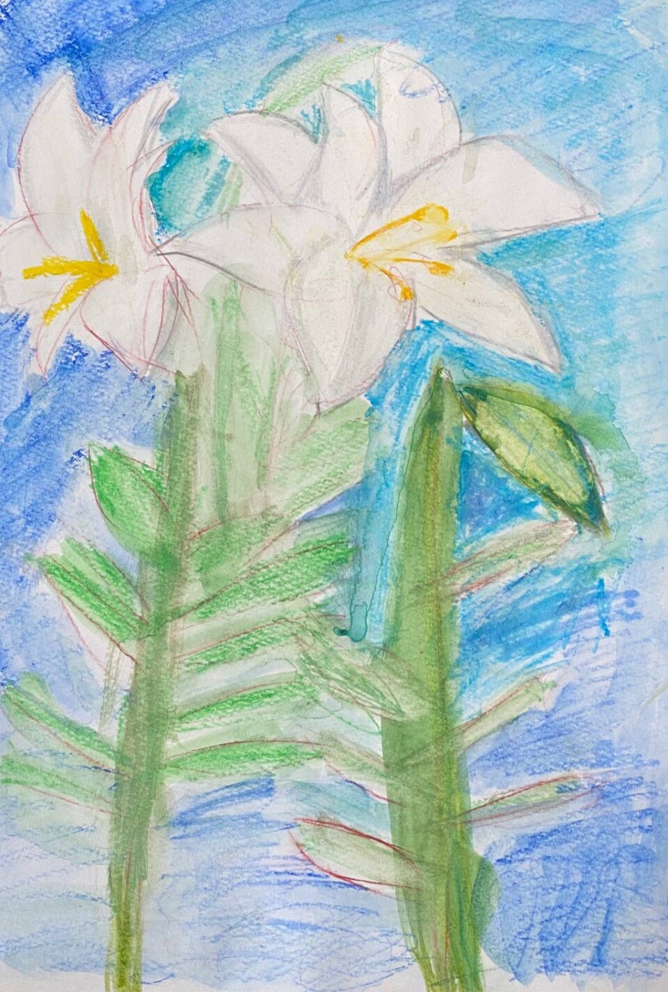 子ども達が描いたユリの絵1