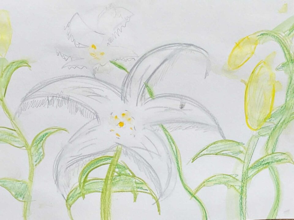 子ども達が描いたユリの絵2